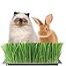 Handy Pantry Organic Cat Grass Kit - Includes 3 Trays, Soil Pucks, and 3 Packs Non GMO Wheatgrass Seed - A Healthy Treat For Cats, Dogs, Rabbits, More