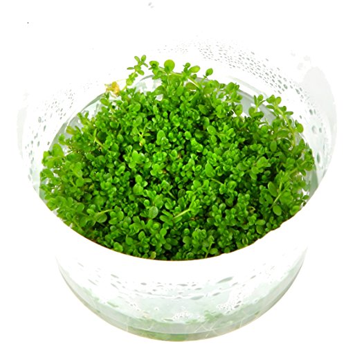 Buy Tropica Hemianthus Callitrichoides Cuba Live Aquarium Plant In Vitro Tissue Culture 1 2 Grow Online In Maldives B005d0s8fq