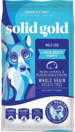 black toy poodle adult