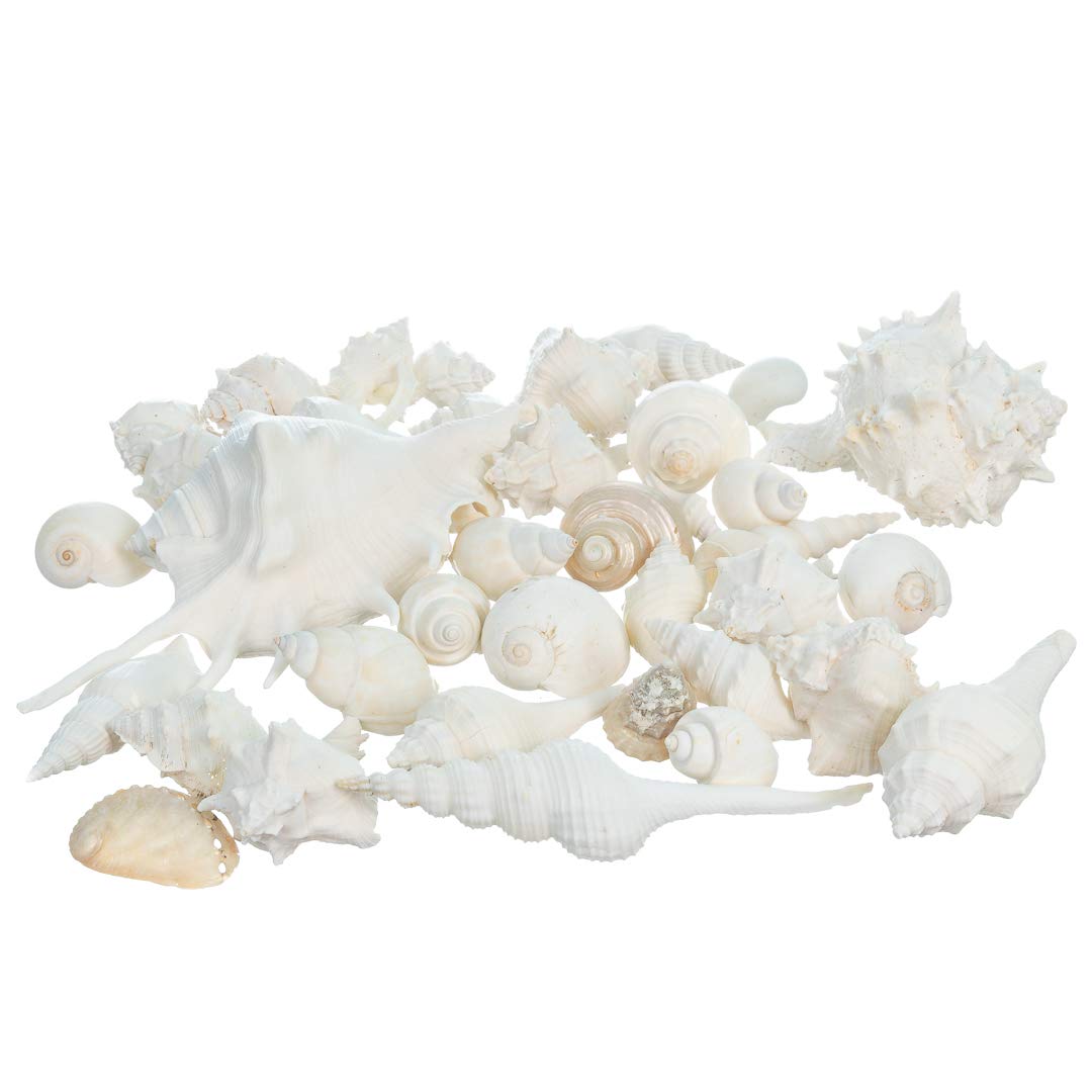 Sea Shells - White Real Mixed Beach Seashells (5lb) - Shells for Crafts - Ocean Decor - Beach Party Decorations - Seashell Decor - Large Shells Crafts
