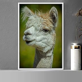 signwin Framed Canvas Wall Art Llama Animals Camels...