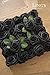 Ling's moment Artificial Flowers 50Pcs Black Roses Decor w/Stems,3