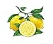 100%-Pure Lemon Essential Oil by AROMATA -- Enjoy the uplifting, cleansing, detoxifying benefits of this premium-quality, undiluted, therapeutic-grade lemon oil and buy with confidence thanks to our 100% money-back guarantee. (15ml)