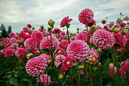 25 Luscious Pink Dahlia Seeds