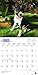 Bull Terriers 2018 Calendar