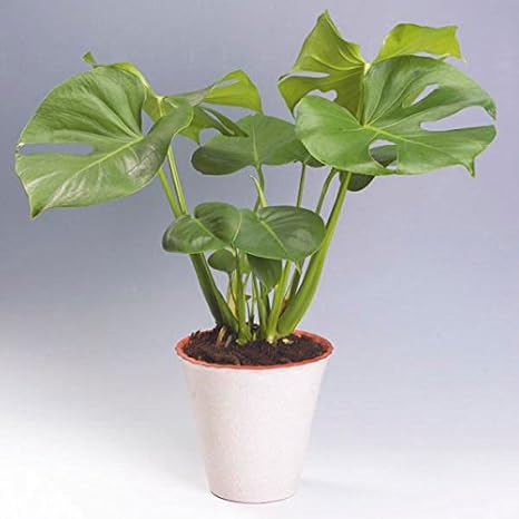 25 Rhaphidophora Tetrasperma Seeds Philodendron Ginny Mini Monstera Seeds Amazon Ca Home Kitchen