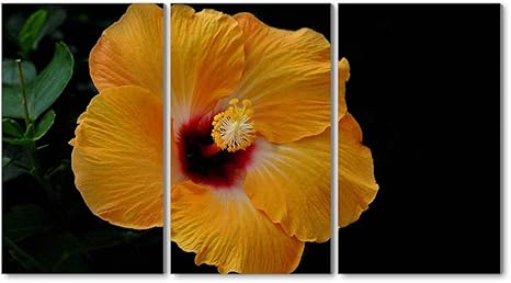 Amazon Co Jp 3枚セット アートパネル 壁掛け絵画 インテリアアート キャンバス 現代 壁飾り 部屋飾り 壁ポスター 絵画 玄関 おしゃれ モダン 壁掛け 雑貨 プレゼント ギフト アートフレーム おしゃれ 黄色のハイビスカスの花びら ホーム キッチン
