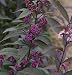 Callicarpa Purple Pearls Beautyberry - Shrub/Bonsai - Proven Winner - 4" Pot