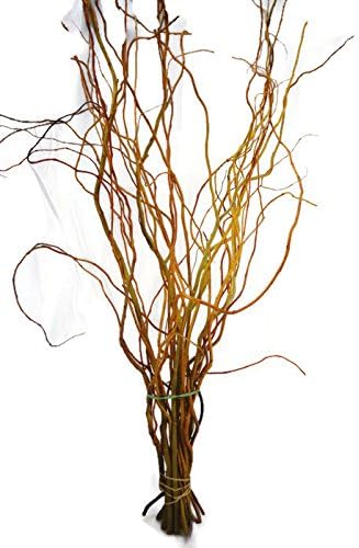 Fresh Curly Willow Twig Branches 10 Stem 30 Inches Tall
