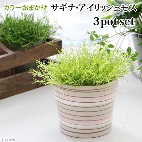 Amazon Co Jp 観葉植物 サギナ アイリッシュモス 品種おまかせ ３号 ３ポットセット ペット用品