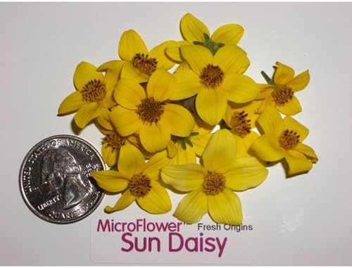 Edible Flower - Micro Sun Daisy - 4 x 200 Count