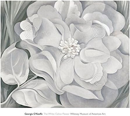 Amazon ジョージア オキーフ作 ホワイトカリコフラワー 1931年 花柄 自然 プリントポスター 34x30 インテリア オンライン通販