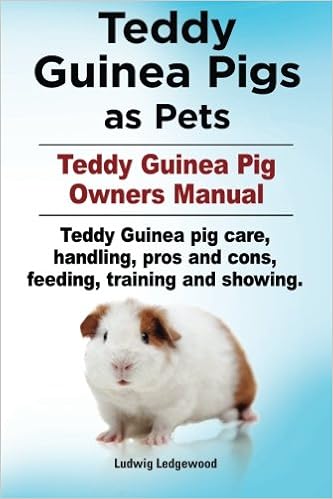 teddy guinea