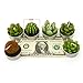 Ornerx Cactus Candles Tea Lights Set of 6