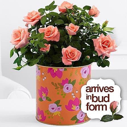 Potted Ibri – 2017 Christmas Flowers - Christmas Gift Ideas -Christmas Tree - Christmas Gifts for Mom, Dad, Boyfriend and Girlfriend