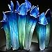 Mggsndi 20Pcs Nepenthes Seeds Garden Balcony Roof Bonsai Carnivorous Pitcher Plants - Heirloom Non GMO - Seeds for Planting an Indoor and Outdoor Garden Blue (20PCS) Nepenthes Seeds