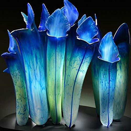 Mggsndi 20Pcs Nepenthes Seeds Garden Balcony Roof Bonsai Carnivorous Pitcher Plants - Heirloom Non GMO - Seeds for Planting an Indoor and Outdoor Garden Blue (20PCS) Nepenthes Seeds