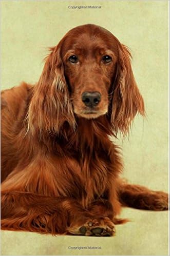 irish setter amazon