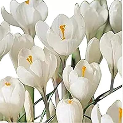 Adolenb Jardin Graines De Freesia Vivaces Fleurs Plantes En Pot Graines Rares Graines De Bulbes De Fleurs Ornementales Pour Le Jardin Potager