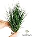 Dwarf Hairgrass Easy Live Aquarium Freshwater Plants Decorations 3 Days Live Guaranteed by Mainam