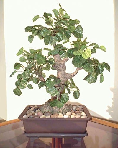 13" Polyscia Bonsai, Artificial Tree (Without Pot)
