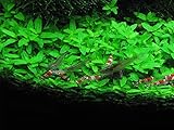 Aquarium Plants Factory Staurogyne Repens Freshwater Live Aquarium Plants BUY2GET1FREE