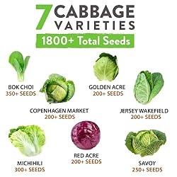 7 Cabbage Seeds for Planting - 2000+ Heirloom