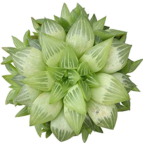 Live Window Haworthia Succulent | Star Window Plant | Indoor Succulents Gift Decoration (2 inch)