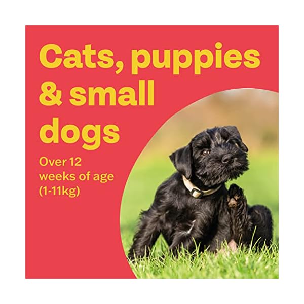 Bob Martin Clear | Cat Flea Tablets, also Suitable for Small Dogs and Puppies (1-11 kg) | Effective Treatment, Kills 100…