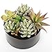 MyGift 6-Inch Decorative Black Glazed Tabletop Round Ceramic Planter Pot with Assorted Artificial Succulents