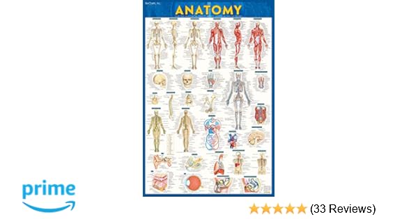 Quick study anatomy over 900 anatomical identifications covers all major systmes