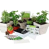 Medicinal & Herbal Tea Indoor Herb Garden Starter