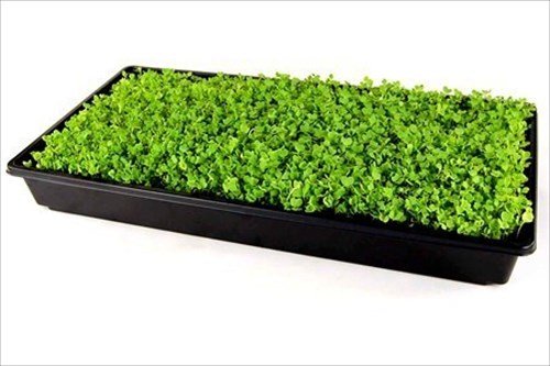 5 Durable+Black+Plastic+Growing+Without