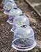 Medium Garden Cloches, Set of 6