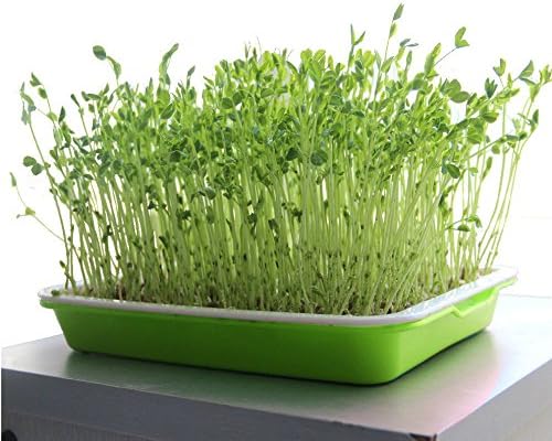 Nursery Pots Seed Starter TRAY Seedling Tray Plant Vegetable Pots Planting Plate Wheat Grass Sprout Malt Nursery Seedling Plate