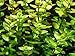 Bacopa Caroliniana Live Aquarium Plants Stems Bundle Freshwater Tropical Flowering Plant Decorations by Mainam