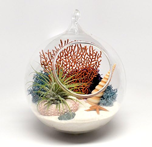 Pixie Glare Hanging Terrarium Ocean Scene with Live Air Plant, Sea Fan, Starfish, Sea Urchin & More (TAGO White)