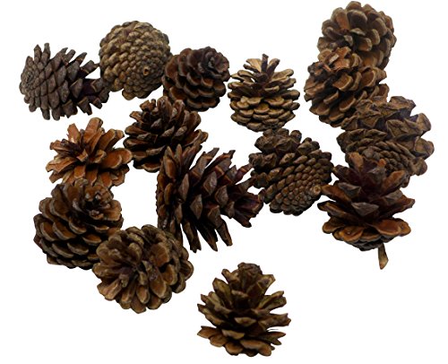 J&J's ToyScape 45-Pcs Christmas Decorative Pine Cones - Natural, Glitter Gold & White | Vase Fillers, Table Scatter, Home Decor, Bowl Display, Christmas Tree