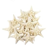 Tumbler Home Certified Knobby White Starfish 1" to 2" Set of 12 - Wedding Seashell Craft - Hand Picked and Professionally Packed