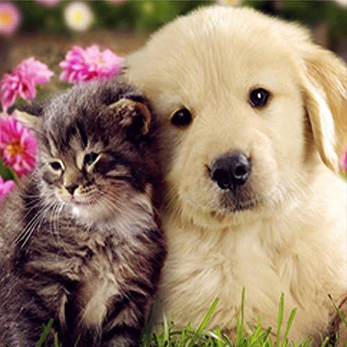 LICSE DIY 5D Diamond Embroidery Painting Lovely Dog Cross Stitch Craft Home Decor 16X16 inches
