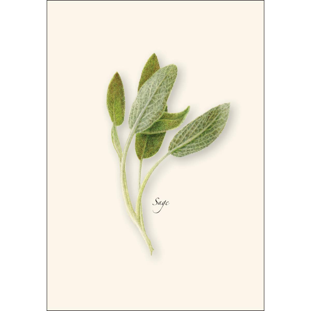 Earth Sky + Water - Herb Assortment Notecard Set - 8 Blank Cards with Envelopes (2 each of 4 styles)