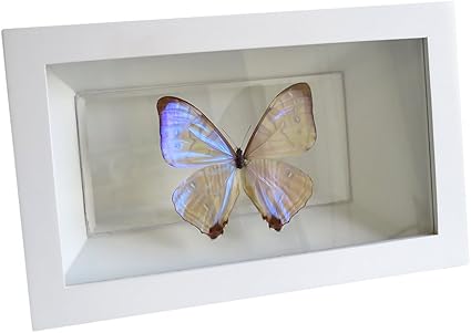 Amazon 蝶 標本 モルフォ蝶 インテリア 標本 スルコウスキーモルフォ オウン ピー 置物 オブジェ