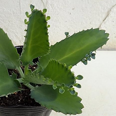 Amazon Co Jp シコロベンケイ コダカラベンケイソウ 3号 3株セット 子宝弁慶草 葉っぱの隅に子株ができる ホーム キッチン Amazon Co Jp シコロベンケイ コダカラベンケイソウ 3号 3株セット 子宝弁慶草 葉っぱの隅に子株ができる ホーム キッチン