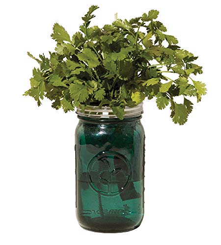 Modern Sprout Garden Jar (Cilantro)