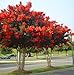 Red Rocket Crape Myrtle Seeds 50 Seeds (Lagerstroemia) Upc 646263361641 + 1 Free Plant Marker
