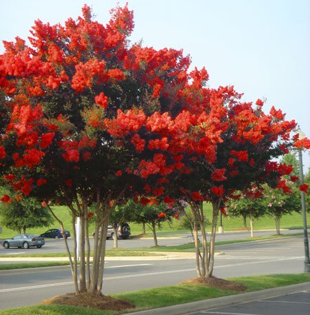 Red Rocket Crape Myrtle Seeds 50 Seeds (Lagerstroemia) Upc 646263361641 + 1 Free Plant Marker