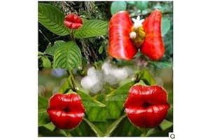 Characteristics Rare Flower Seeds Lipstick Plant Flower Seeds Quality Pack of 50 : Seeds Only