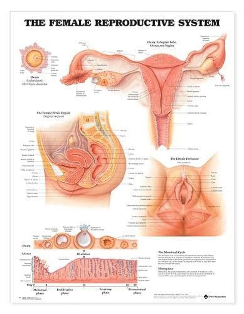 Female Reproductive System Chart