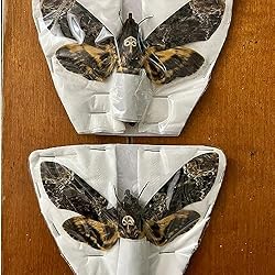 vinatimes Lot of 2 Real Death Head Moth Acherontia