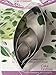 Yunko Set of 3 Tree Leaves Shape Cutter Decor Fondant Cookie Cutters